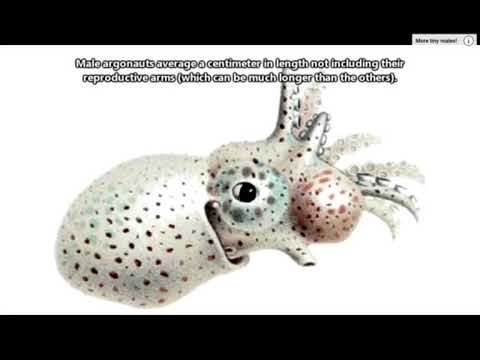 argo naught - octopus with a hectocotylus