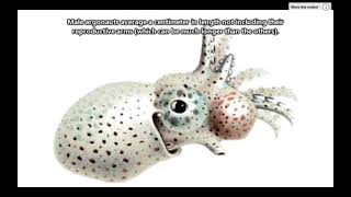 argo naught - octopus with a hectocotylus
