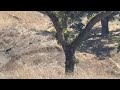 California Public Land Pig Hunting