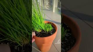 How to Trim Chives for a Huge Harvest! #gardening #chives #growingherbs #pottedplants