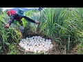 OMG Wow unique  -A farmer picked a lot of duck eggs and lemongrass in the rice fields.