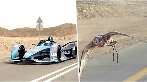 Is it a bird? Massa races falcon in Formula E car