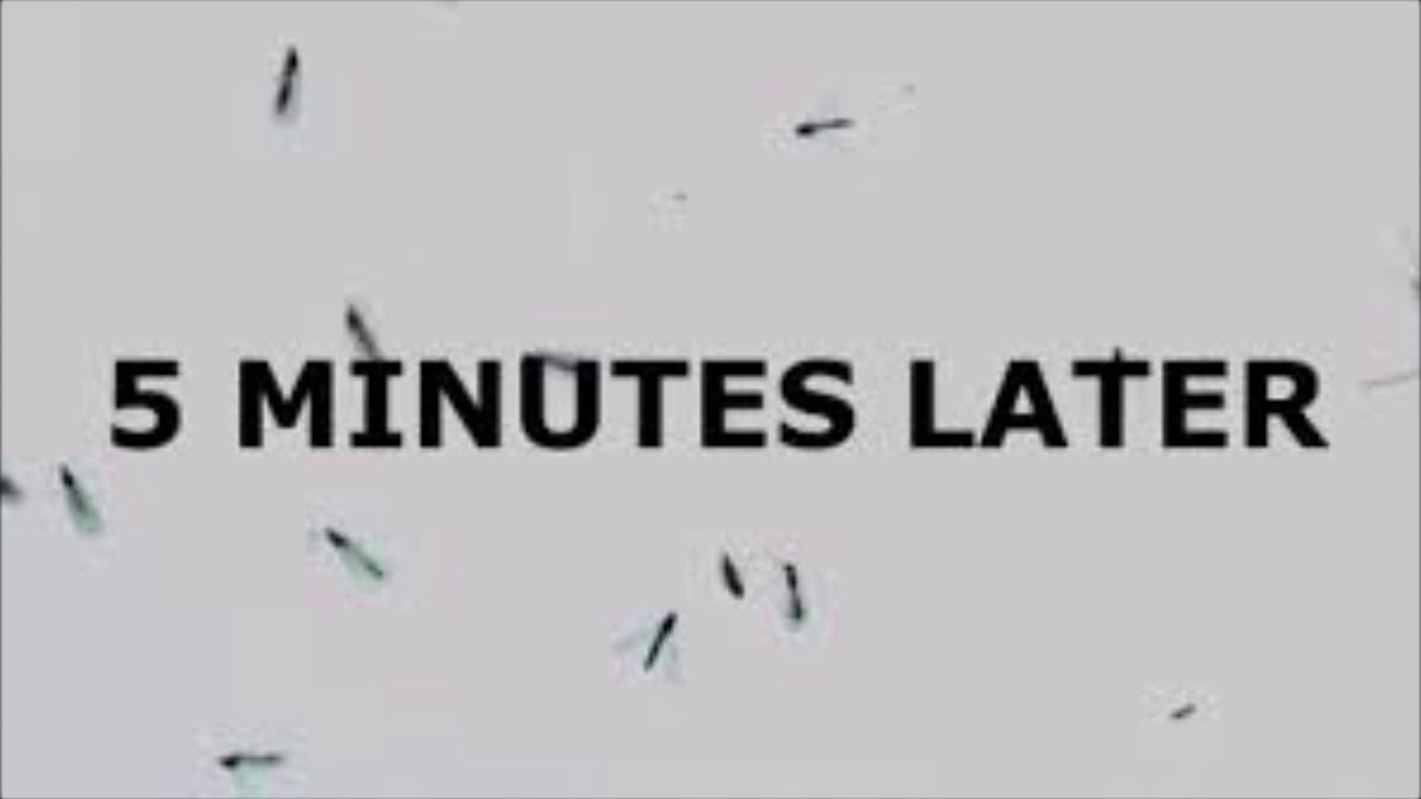 Five Minutes Later Free Sound Effect for Vlogs No Copyright YouTube Five Minutes Later Free Sound Effect for Vlogs No Copyright YouTube