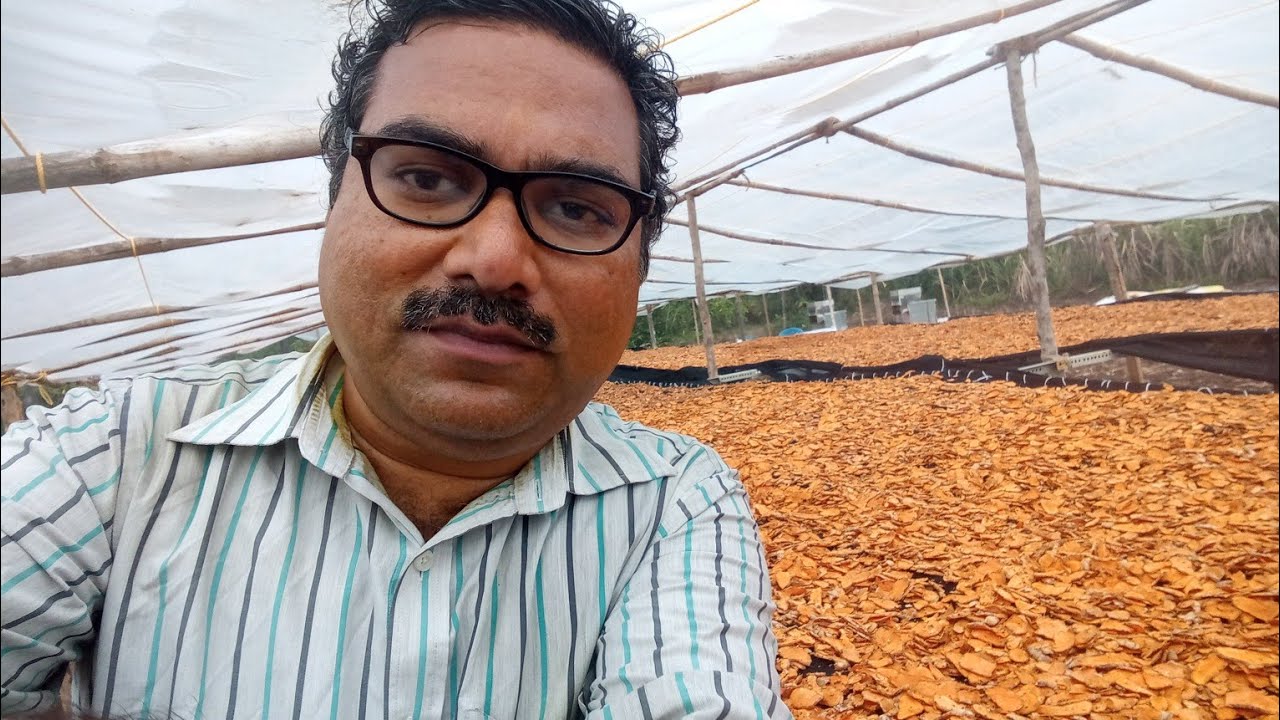 Innovative And Affordable Turmeric Processing at Farmland In Metric Tonnes