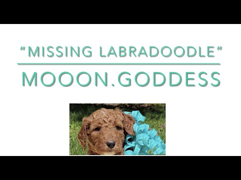 PuppySpot gives us the wrong puppy: Missing Labradoodle