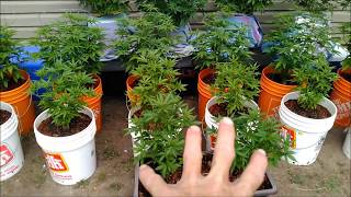 Outdoor Cannabis Marijuana Plants Early July