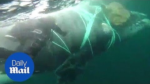 Moment diver tries to rescue a whale tangled in fishing nets