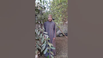 ياما نفسي ازور طه الرسول للمنشد عبد الحكيم سليم 