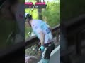 Die wohl bekannteste Backpfeife der Giro-Geschichte 😳 #shorts