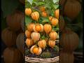Amazing grafting golden berry tree with lemon fruit very easy🍋😱 #shorts