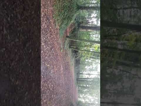 إن هي إلا فتنتك تضل بها من تشاء و تهدي بها من تشاء