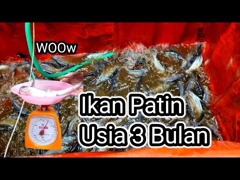 Ikan Patin Di Kolam Kecil