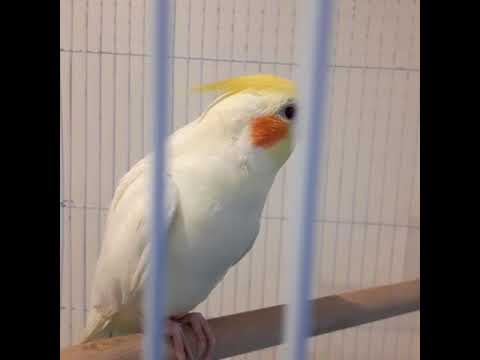 วีดีโอ: วิธีทำความสะอาดได้อย่างปลอดภัย Pigeon และนก Droppings