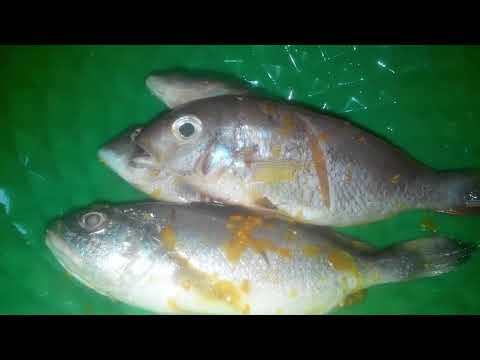 resep-ikan-laut-goreng-bumbu-sederhana-...lezat,-mantap-dan-gurih-!!