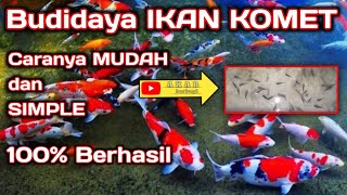 Budidaya IKAN KOMET dengan Cara Sederhana dan MUDAH Low BUDGET