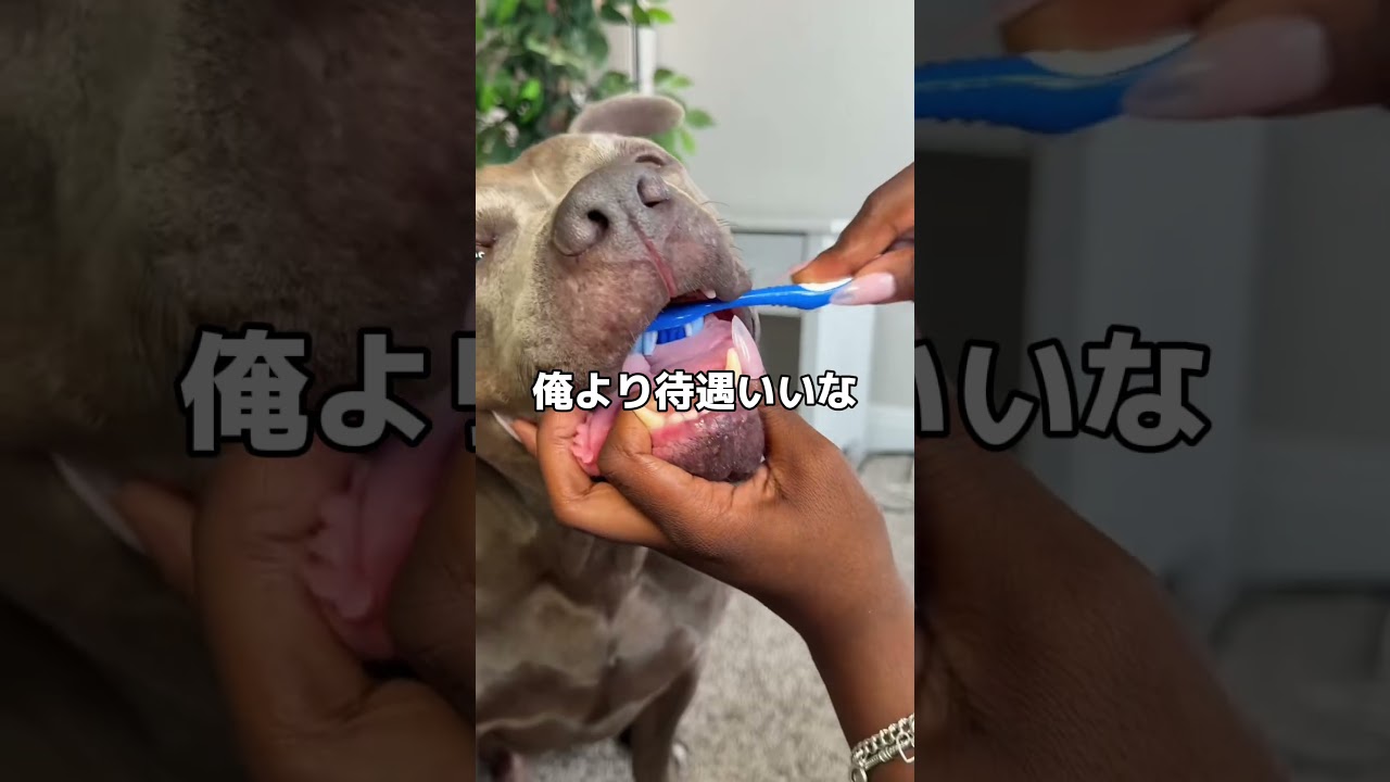 こんな歯磨き見たことない