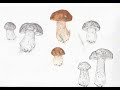 Botanical Mushroom Illustration Vlog