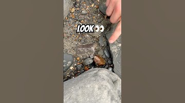 Fossil Surprise 😮-“Sea Dragon,” Backbone Beach Find ‼️#fossilhunting#lymeregis#ichthyosaurus