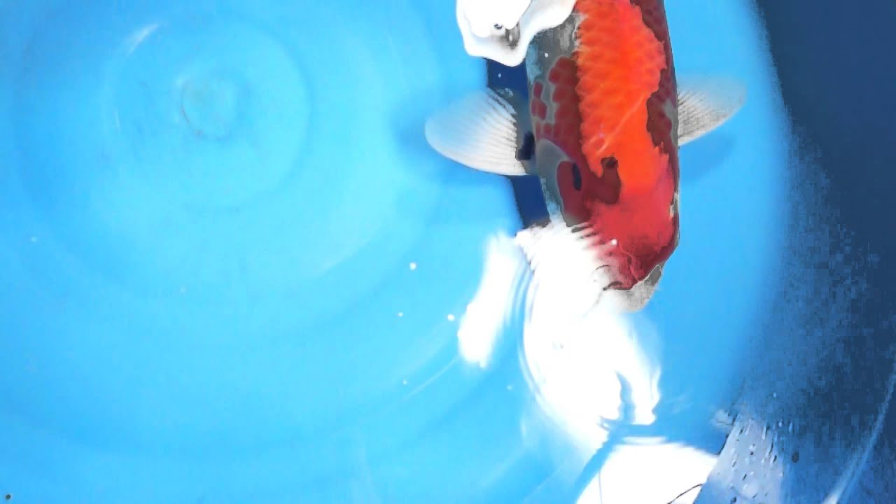 Aqua Master Goldfish Food Aqua Master Goldfish Food