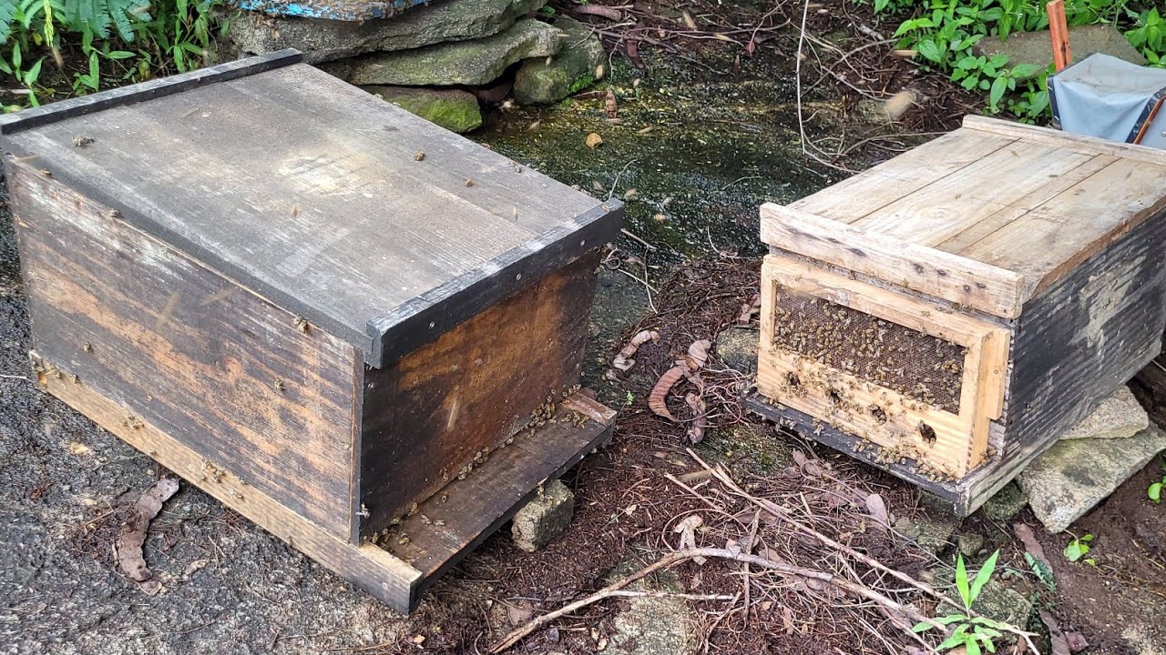 DIVISÃO de enxame usando SOBRE NINHO | Abelhas apis ( PARTE 02)