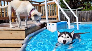 One More Pool Day for the Dogs