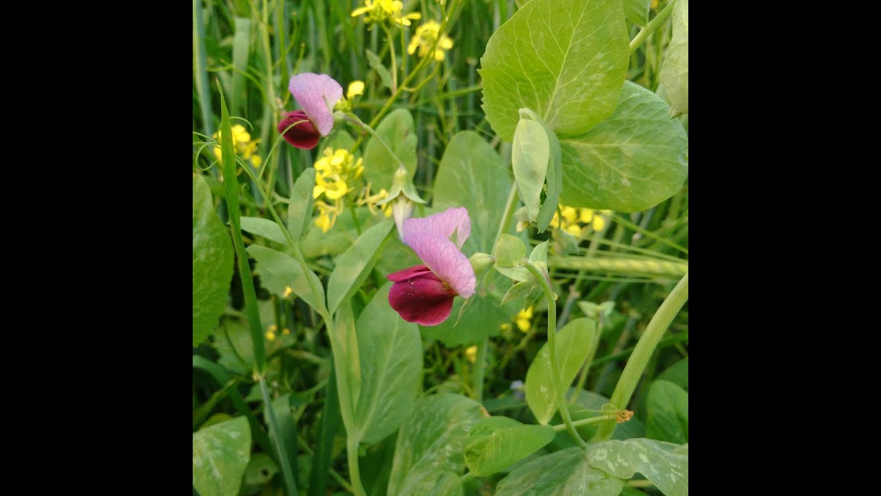 Cover Crop and Forage Species Selection and Usage