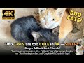 2026 These Tiny Best Friends are Too Cute in 4K