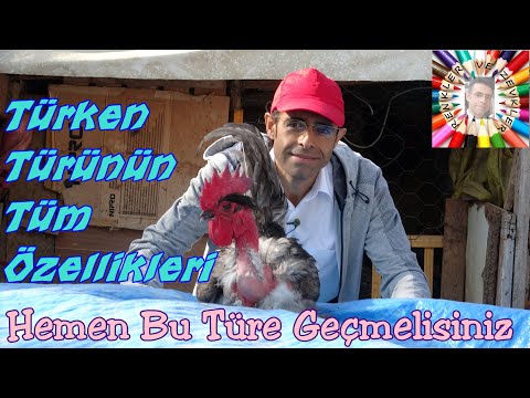 Türken Kümesine Daldım 🐓 (Kelboyun)