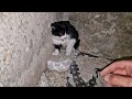 Stray Kitten Cried and Called his Mom Until Someone Heard him