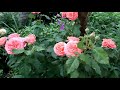 Эмильен Гийо роза!Особенности и характеристика сорта! Массад 1997 год селекции!