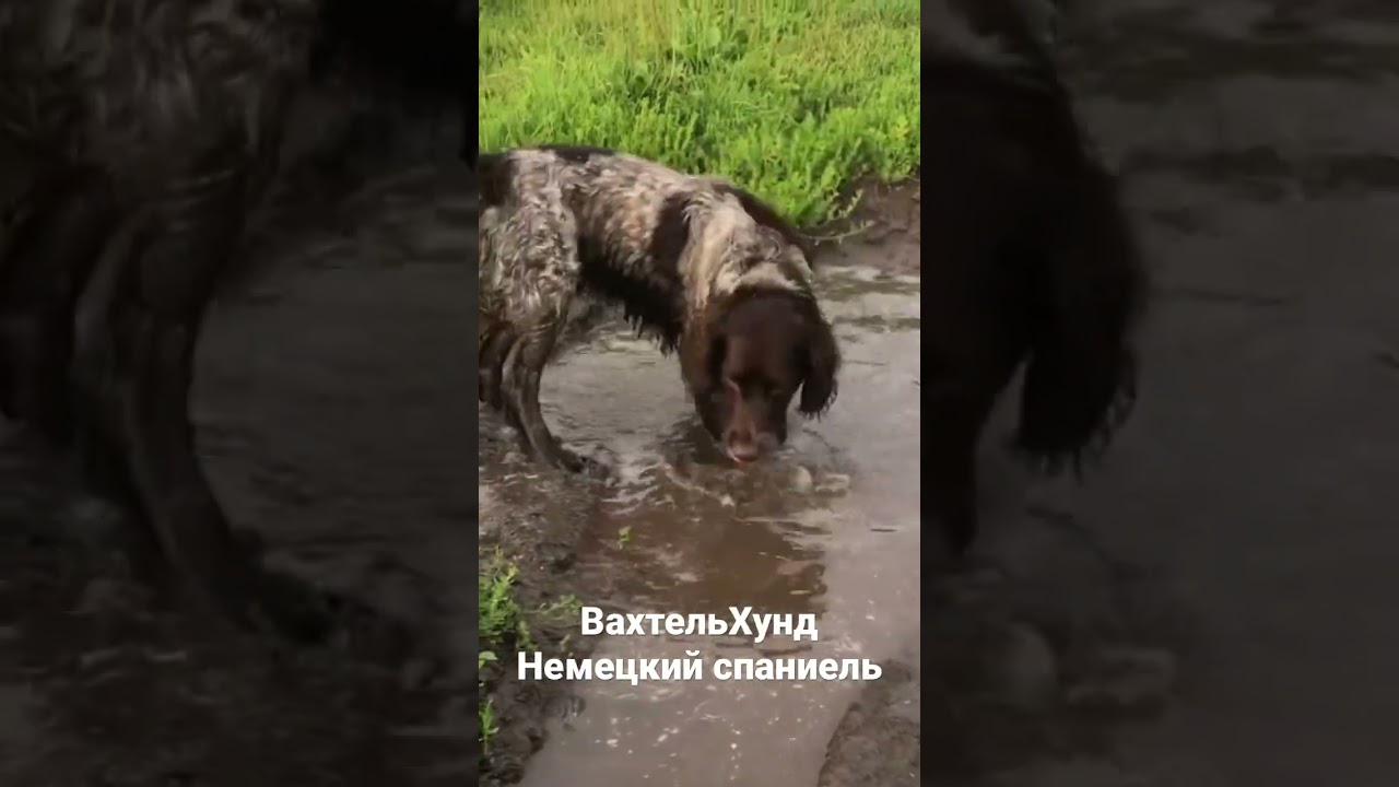 Немецкий спаниель после охоты