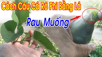 Câu Cá Rô Phi , Cách Câu Cá Rô Phi Bằng Lá Rau Muống Để Xuống Là Ăn Liền