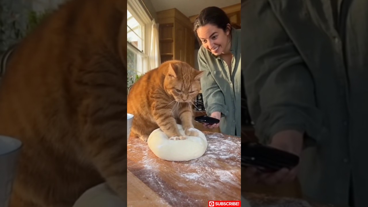 When your cat takes baking way too seriously: Hilarious moments