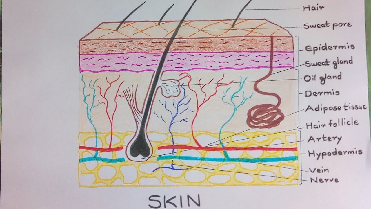 Skin Diagram || How to draw and label the parts of skin - YouTube