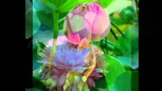 20100112君子之花