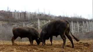 Yusufeli Boğa Güreşleri Artvi̇n..suat Kolsuz Un Tosunları