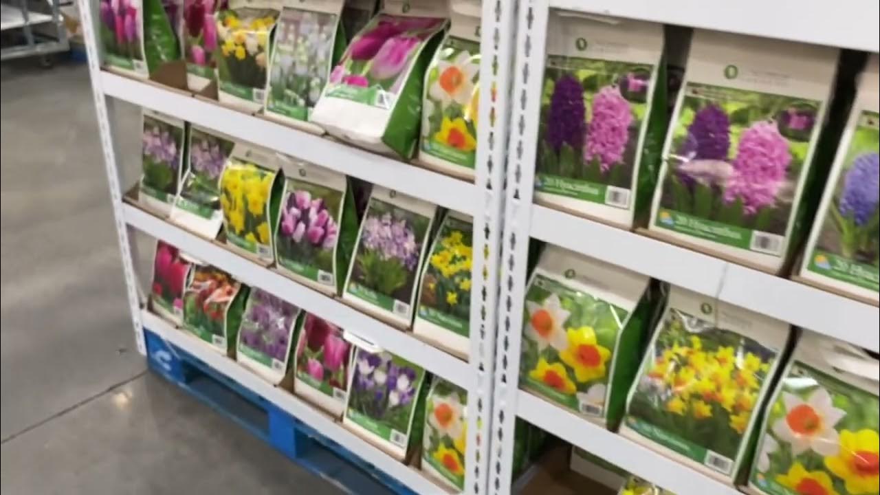 Costco spring bulbs selection for fall planting 2023 catherine s garden