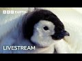 Live: Adorable Baby Animals with BBC Earth ๐พ
