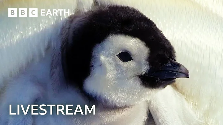 🔴 LIVE: Exploring the Adorable World of Baby Animals | BBC Earth