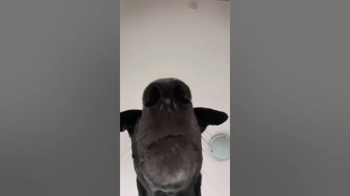 The weirdest noodle horse giraffe you’ll ever see #greyhound #dog #longdog #noodlehorse #longboi