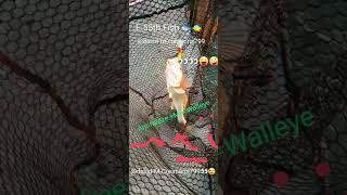 Walleye Fishing At E. Fifty Fish Httpsshare.simplisafe.comxlofos4