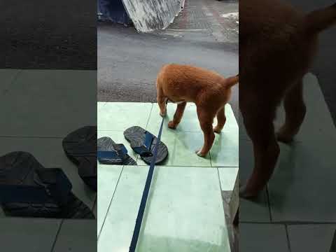 Anjing kok lucu