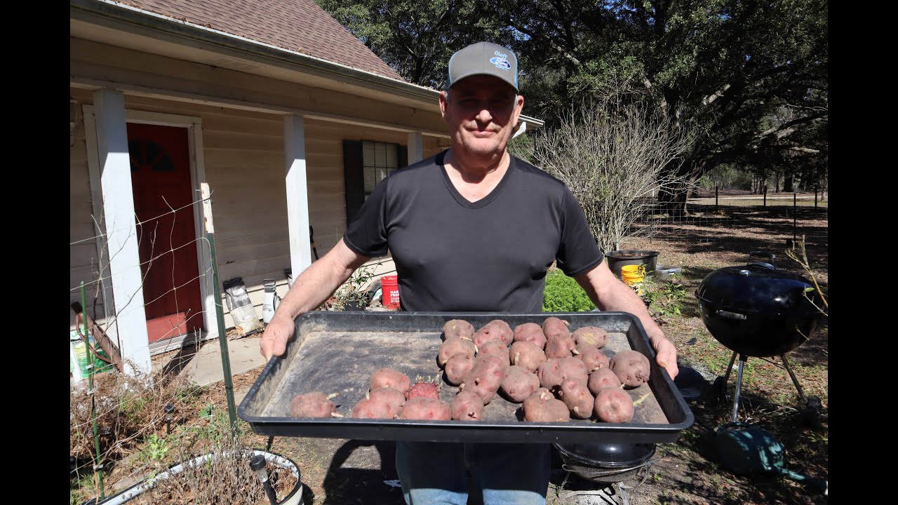 Tator planting time, time to plant potatoes in the Texas zone 9a. YouTube