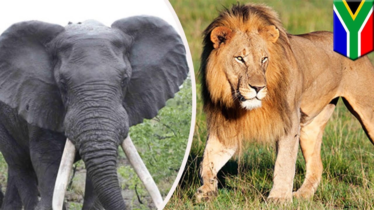 Rhino poacher trampled by elephant, then there were lions - TomoNews