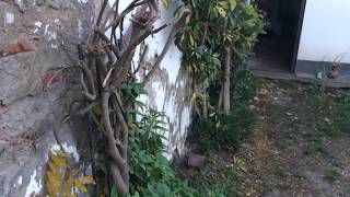 Iphone 5s Video Test Full HD(1080p)