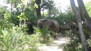 Jessie's Journeys - Botswana - Elephant walks through Jacan Camp