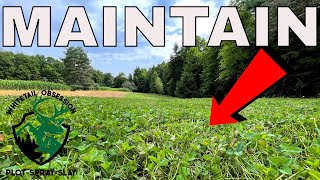 How To Maintain Clover Food Plots & Set Up Strategy