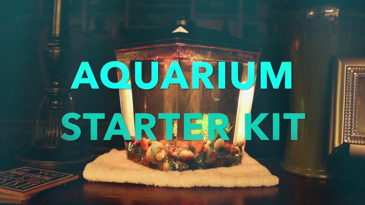 Aqua Culture 1 Gallon Aquarium Starter Kit YouTube