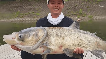 CÂU CÁ HỒ NƯỚC NGỌT: Bí Mật Mồi Cấm và Những Chiến Lợi Mới Kỳ Diệu!