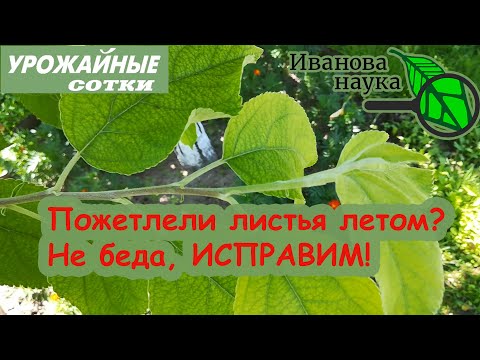 Эта ПОДКОРМКА всё исправит! Что делать, если летом пожелтели листья на деревьях?